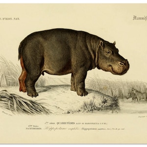 Hippopotamus Print, Hippopotamus Art, Wild Animals, Animal Print, Safari Animal, Natural History Print From Vintage Scientific Illustration