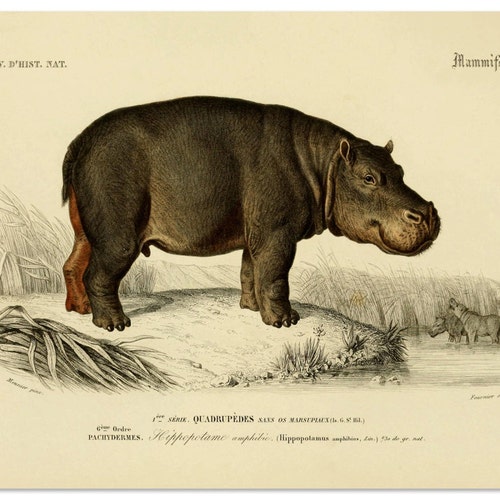 Hippopotamus Print Hippopotamus Art Wild Animals Animal - Etsy Hippopotamus Print Hippopotamus Art Wild Animals Animal - Etsy
