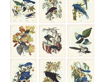 Corvid Birds Print Set of 9, Smart Birds & Botanical Prints, Audubon Birds of America, Crows, Magpies, Jays, Gift for Nature Lover