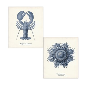 May include: Two vintage-style prints featuring marine life illustrations. One depicts an American lobster in blue ink, with the text "American Lobster" below. The other shows a jellyfish with the text "The Jellyfish" below.