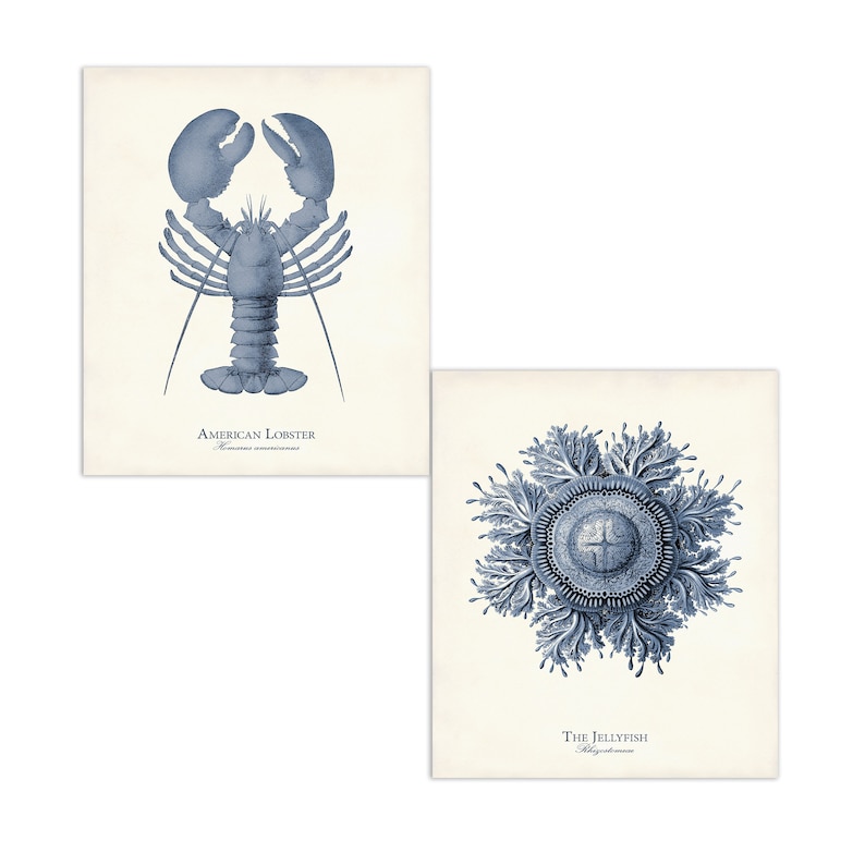 May include: Two vintage-style prints featuring marine life illustrations. One depicts an American lobster in blue ink, with the text "American Lobster" below. The other shows a jellyfish with the text "The Jellyfish" below.