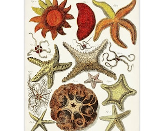 Vintage Starfish Illustration Art Print, Warm Tone Nautical Sea Life Poster