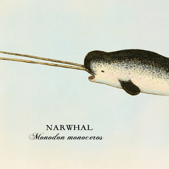 Narwhal Print Or Poster Beach Home Decor And Coastal Wall - Narwhal Home Decor Narwhal Print Or Poster Beach Home Decor And Coastal Wall - Narwhal Home Decor