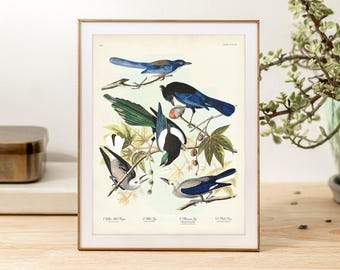 May include: A framed vintage-style print featuring four distinct bird species perched on branches with green leaves. The illustration displays birds with blue, black, white, and green plumage, accompanied by small printed text labels at the bottom.