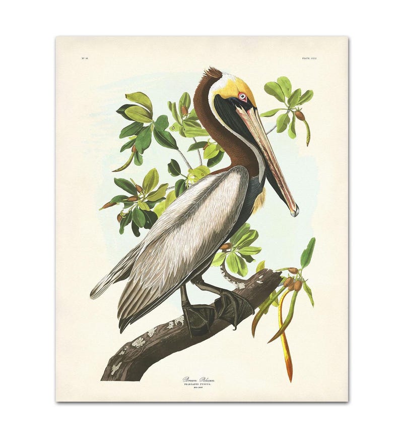 A detailed vintage illustration of a Brown Pelican by John James Audubon, perched on a mangrove branch with soft green leaves and pale background. This reproduction captures the elegance and realism of Audubon’s Birds of America series, perfect for coastal or nature-inspired interiors.
