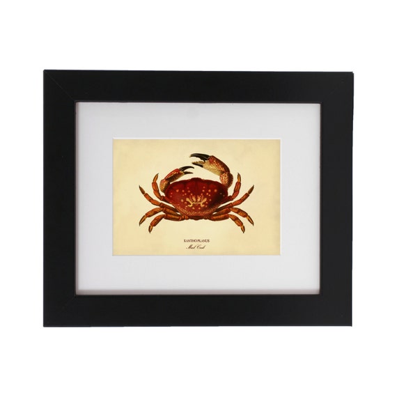 Crab Art Print, Vintage Mud Crab Wall Art, Coastal Life