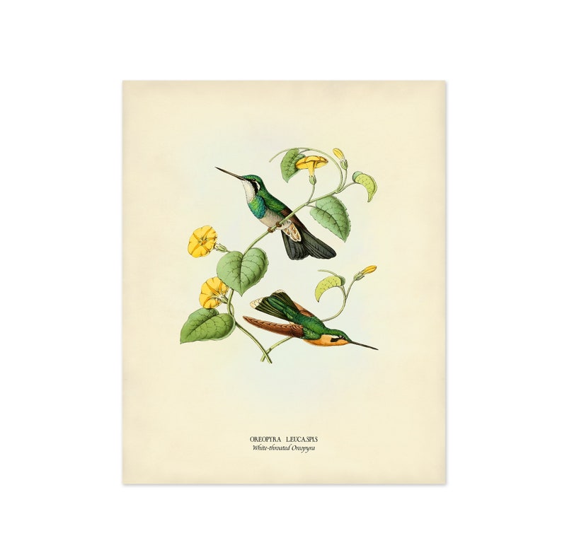 Bird Print Set of 6 Bird and Flower Prints Vintage Etsy