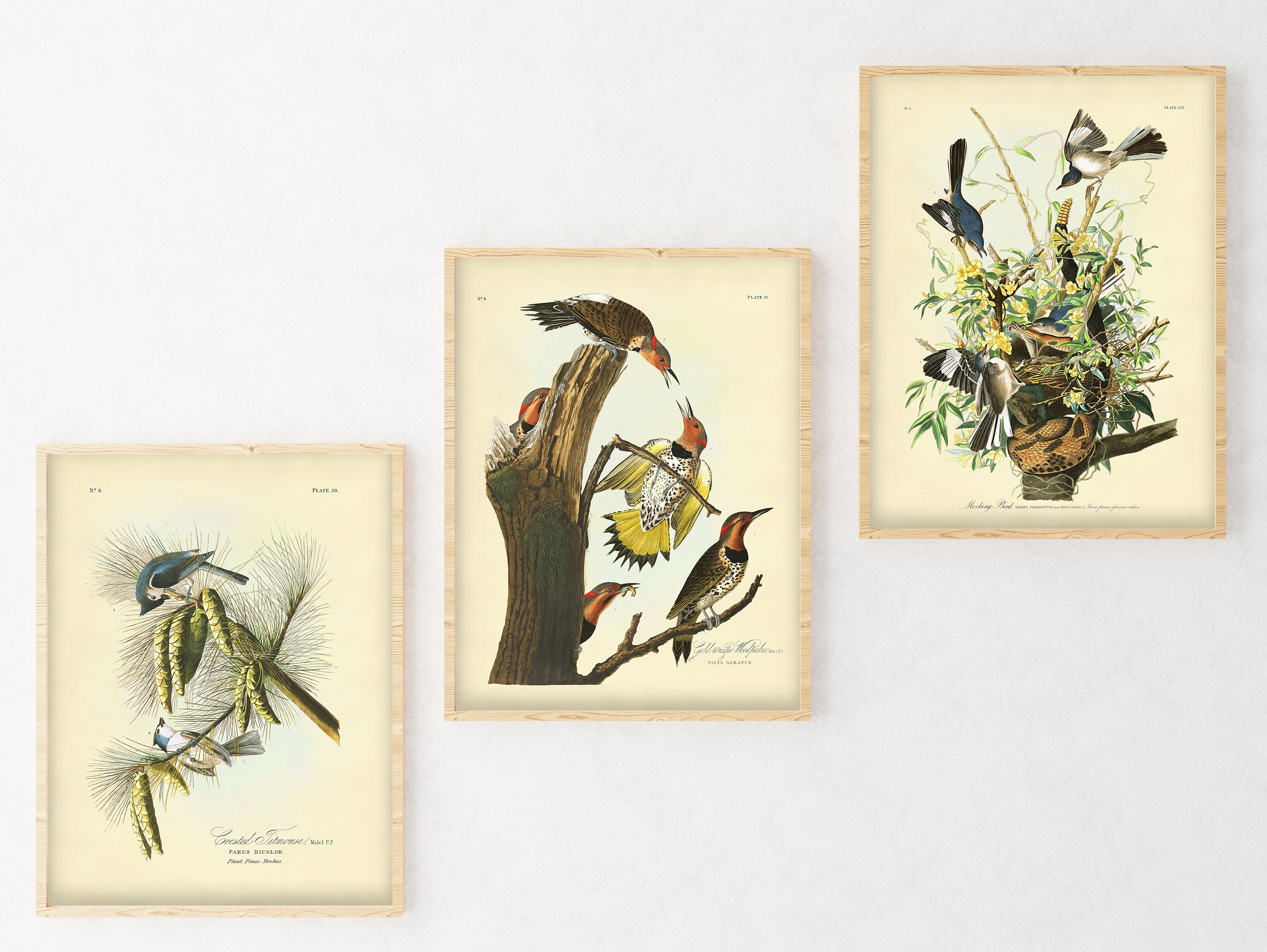 Audubon Birds Art Print Set, Botanical Natural History Decor - Etsy