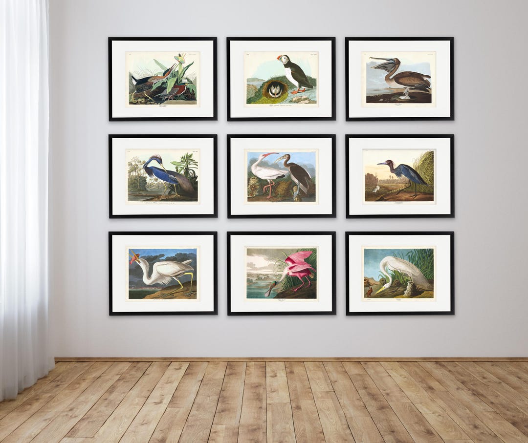 Audubon Seabird Art Print Set of 9: Coastal Bird Wall Decor - Etsy