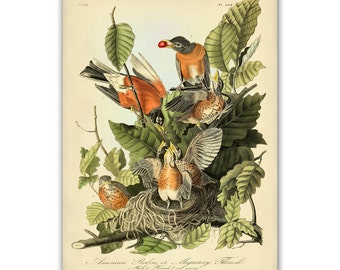 American Robin Print, Botanical Print, Bird Art, Audubon Birds, Natural History, John James Audubon Garden Art, American Robin Poster