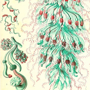 May include: A vintage botanical illustration of a green and red seaweed with a detailed depiction of its intricate structure.