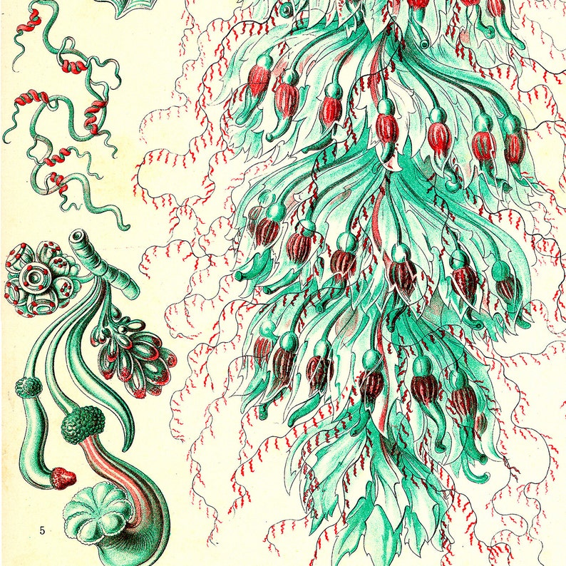 May include: A vintage botanical illustration of a green and red seaweed with a detailed depiction of its intricate structure.
