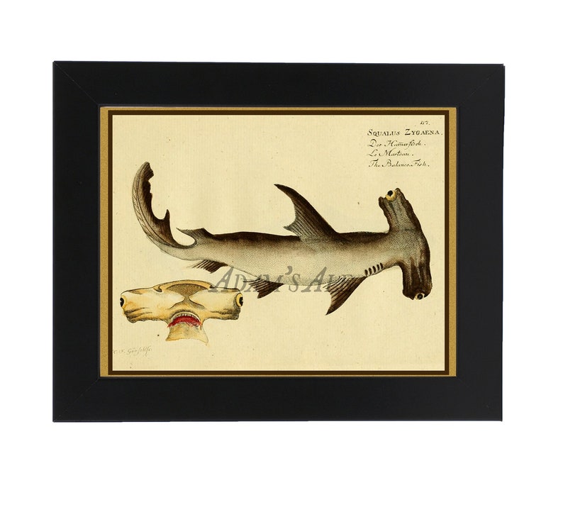 Hammerhead Shark Poster, Shark Art Print From Vintage Scientific Illustration, Natural History Art Home Decor, Marine Life Print, Wall Art image 2