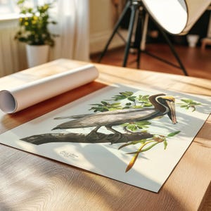 A detailed vintage illustration of a Brown Pelican by John James Audubon, perched on a mangrove branch with soft green leaves and pale background. This reproduction captures the elegance and realism of Audubon’s Birds of America series, perfect for coastal or nature-inspired interiors. Shown in home interior background.