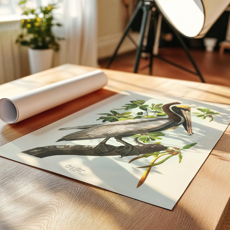 A detailed vintage illustration of a Brown Pelican by John James Audubon, perched on a mangrove branch with soft green leaves and pale background. This reproduction captures the elegance and realism of Audubon’s Birds of America series, perfect for coastal or nature-inspired interiors. Shown in home interior background.