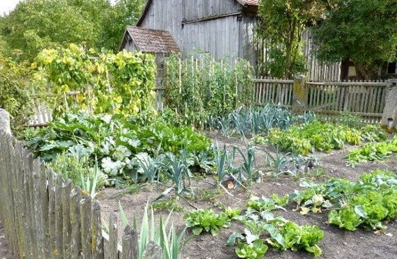 21 Variety Organic Non-GMO Heirloom Vegetable Seeds - Emergency Survival Garden Kit