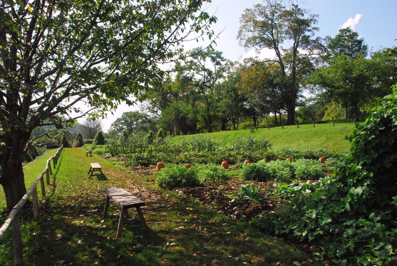 21 Variety Organic Non-GMO Heirloom Vegetable Seeds - Emergency Survival Garden Kit 2 thumbnail image