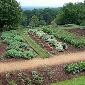 Organic Vegetable Seed 21 Varieties Non-GMO Garden Survival Heirloom Seeds Set MAHA Victory Garten  Open Pollinated