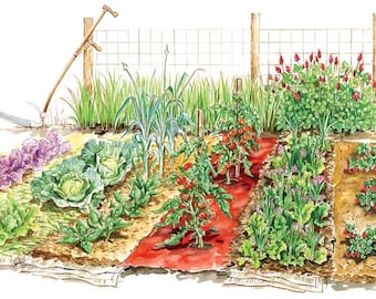 Organic Vegetable Seed 21 Non-GMO Garden Emergency Survival Heirloom Seeds Set open pollinated.