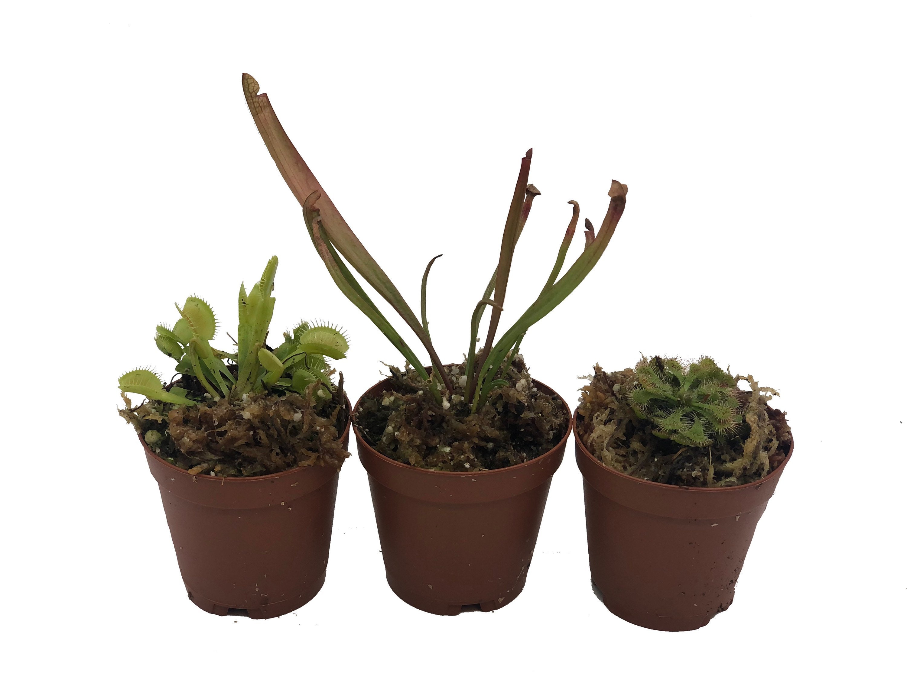 Indoor Planters Home & Living Live Carnivorous Plant Starter Pack Venus ...