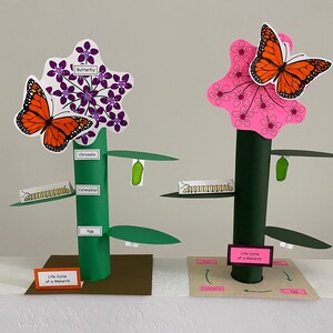 May include: Two paper models depicting the life cycle of a monarch butterfly. The models illustrate the stages of the butterfly's life, from egg to caterpillar to chrysalis to butterfly. The models are made from paper and cardboard and are decorated with colourful illustrations. The text "Life Cycle of a Monarch" is included on the base of each model.