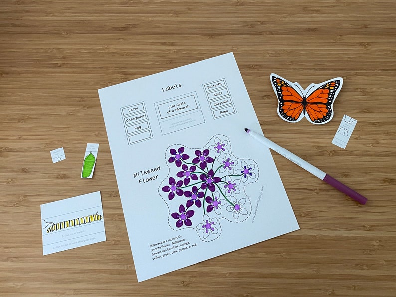 May include: A printable worksheet with labels for a life cycle of a monarch butterfly. The worksheet includes a milkweed flower with purple and white flowers, a butterfly, a caterpillar, a chrysalis, and an egg. The worksheet also includes the text "Labels", "Life Cycle of a Monarch", "Milkweed Flower", and "Milkweed is a monarch's favourite flower. Milkweed flowers can be white, orange, yellow, green, purple, red, or pink."