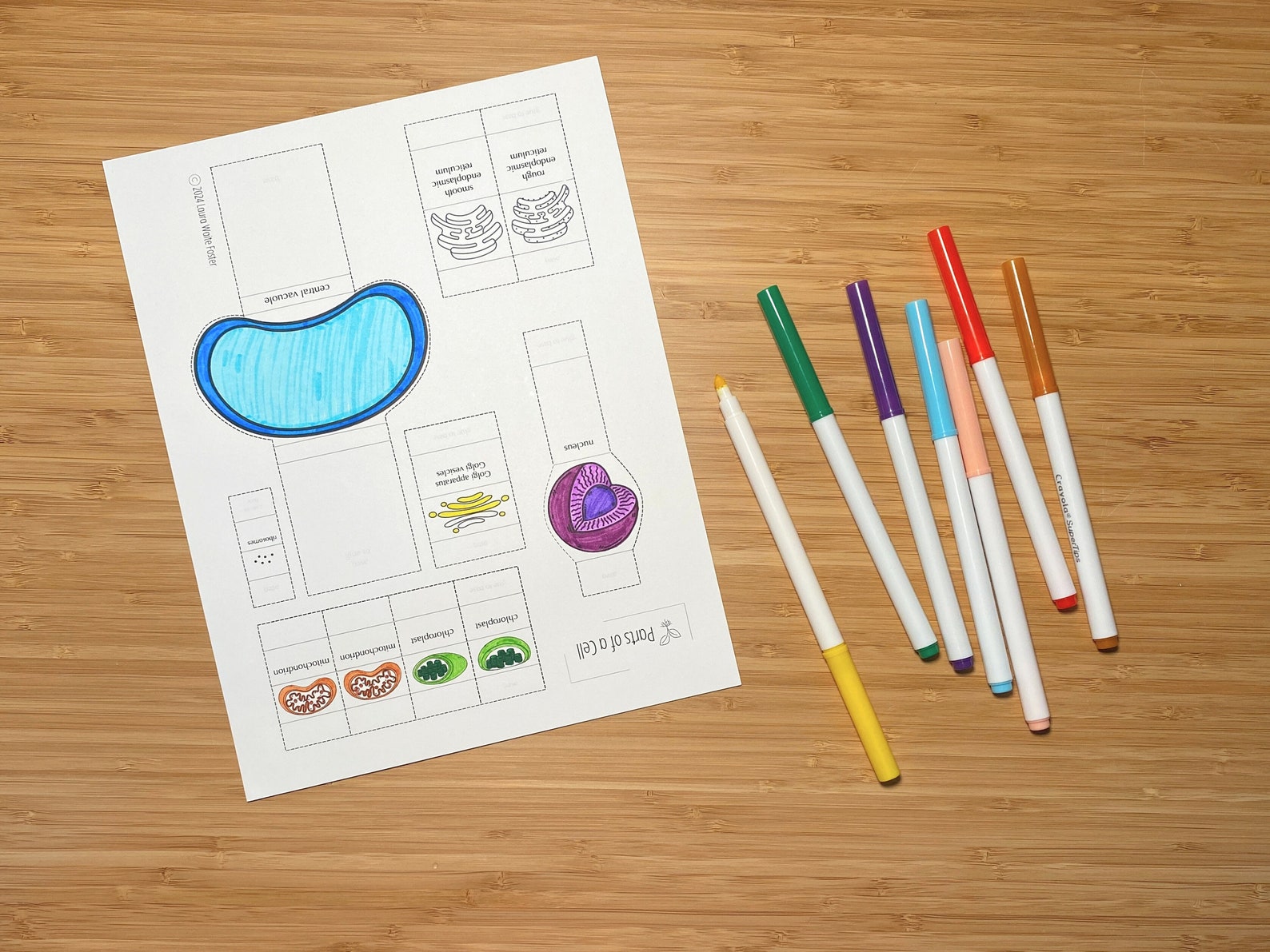 Paper Plant Cell Model - Etsy
