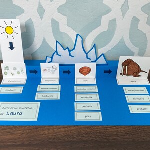 Arctic Ocean Food Chain Printable - Etsy