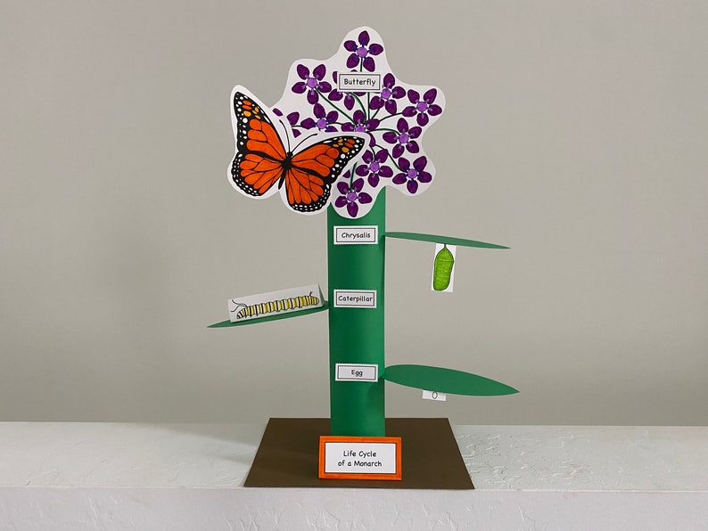 May include: A green paper model depicting the life cycle of a monarch butterfly. The model shows the stages of the butterfly's life, from egg to butterfly. The model is labelled with the names of each stage: egg, caterpillar, chrysalis, and butterfly. The model is on a brown base with the text "Life Cycle of a Monarch".
