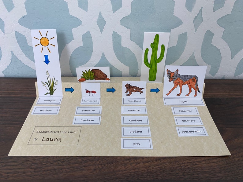 Sonoran Desert Food Chain Printable Etsy Canada