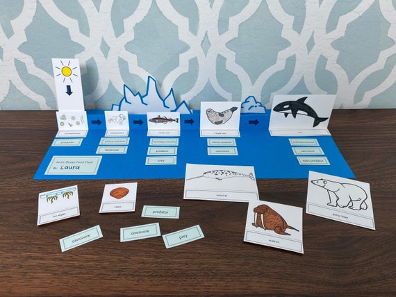 Arctic Ocean Food Chain Printable Biology Diagrams