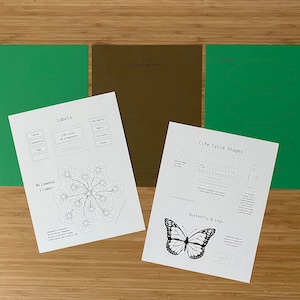 May include: A set of printable educational materials for children to learn about the life cycle of a butterfly and a milkweed flower. The set includes a milkweed flower template, a butterfly template, a life cycle stages template, and a labels template. The materials are black and white and can be coloured in.