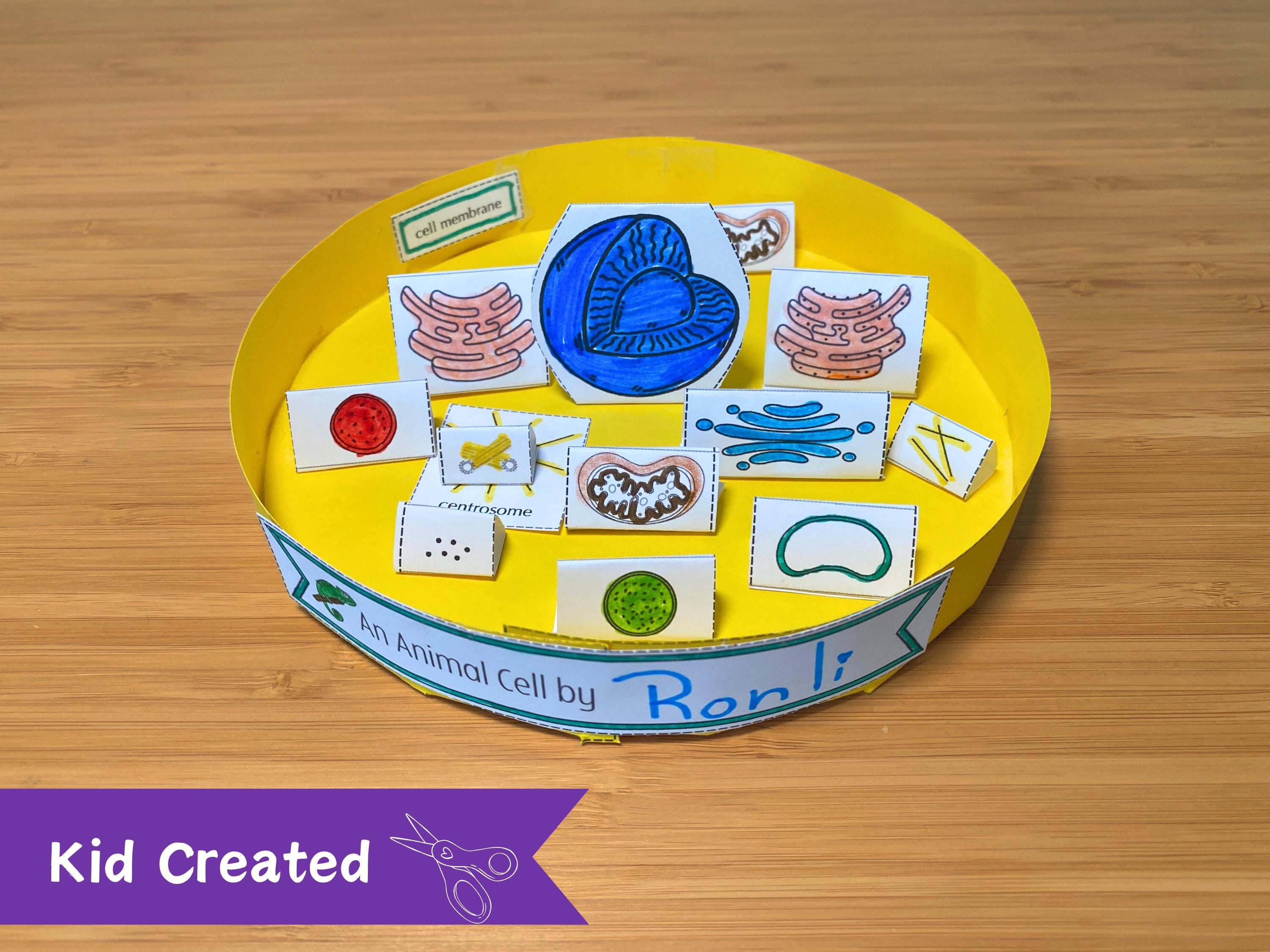 Paper Animal Cell Model - Etsy