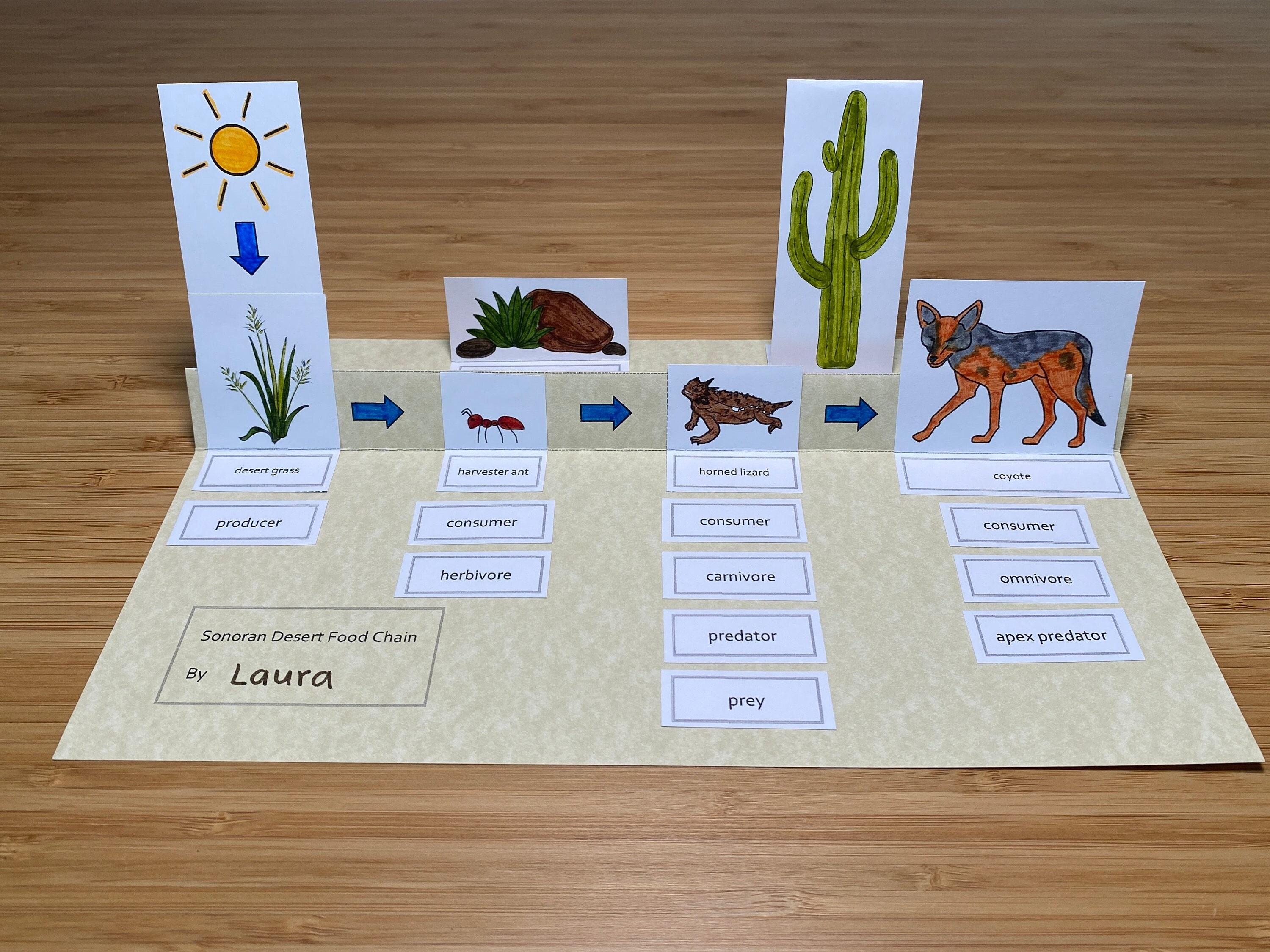Desert Food Web For Kids Biology Diagrams