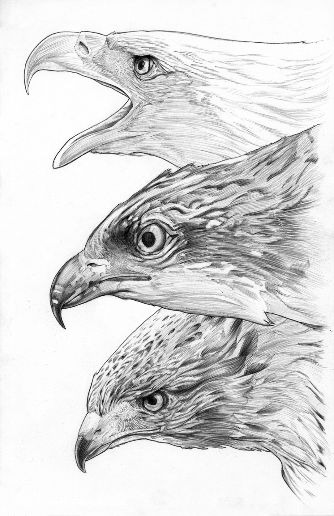 Birds of Prey - Etsy