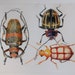 see more listings in the BEETLES & INSECTS section