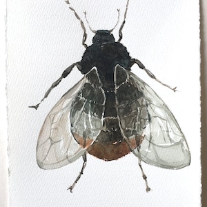 Flying Insect painting Watercolour art original Bee Wall art/ Botanical illustration 7 by 11 inches Home gallery Watercolour painting bee