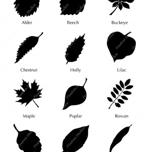 May include: A collection of black leaf silhouettes, each labeled with a different tree name. The leaves vary in shape and size, including Alder, Beech, Buckeye, Chestnut, Holly, Lilac, Maple, Poplar, Rowan, Teak, Walnut, and Willow.