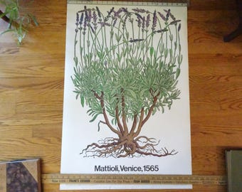 Hermoso póster de Mattioli, Venecia, 1565 - Serie de grabados del Jardín Botánico de Nueva York - Copyright 1971