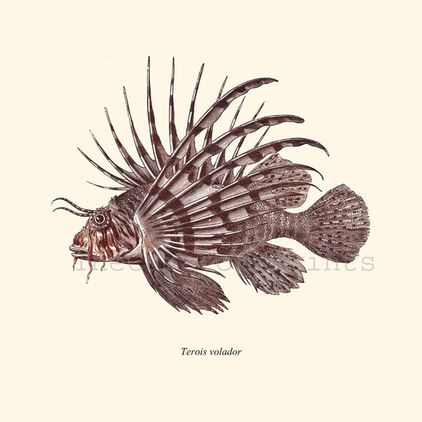 Antique Lionfish Print Pterois 1874 Restored Image Natural History