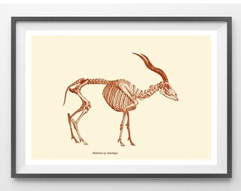 Antelope Skeleton  Digital Print /Antique Illustration / Home Decor / wall Art