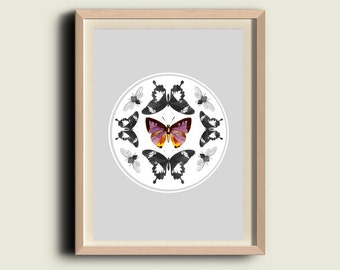 Butterflies and Moths Print Vintage- Entomolygy Illustration - Wall Hanging