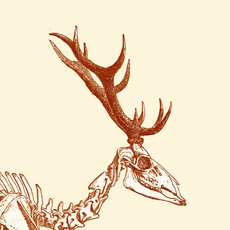 Red Deer Skeleton Print from Antique Illustration Recovered | Etsy