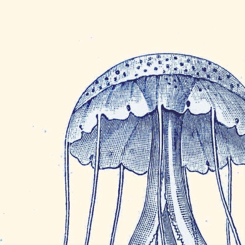Antique Jellyfish Art Sea Beach Art Ocean Art Nautical Print Nature Wall Art Beach Home Decor