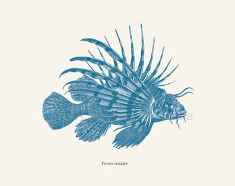 Antique Lionfish Print Pterois 1874 Restored Image Natural History