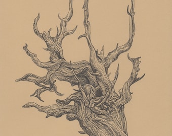 Bristlecone Pine, 8.5x11 print
