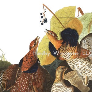 John James Audubon Greeting Card RUFFED GROUSE - A7 Size  (approx 5&quot; wide x 7&quot; tall)  Blank Inside, Highest Quality Paper and Envelope