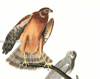 John James Audubon Northern Harrier Note Card: Vintage Bird Art (A2 Size)