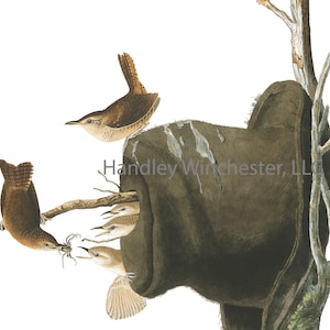 May include: An illustration of several small brown birds, possibly wrens, interacting near a dark, textured nest. One bird is perched on a branch, holding an insect. The image has a detailed, realistic style, with the text "Handley Winchester, LLC" visible.