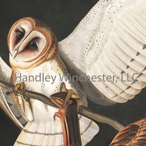 John James Audubon Note Card Barn Owl - A2 Size  (approx  5.25&quot;  wide x 4&quot; tall)  Blank Inside, Highest Quality Paper and Envelope
